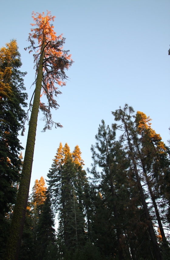Sequoia National Forest